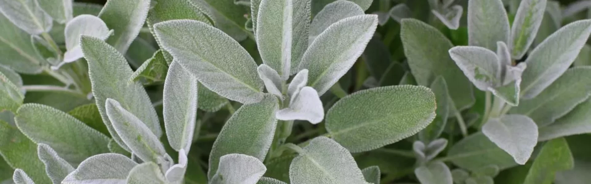 Sálvia Officinalis