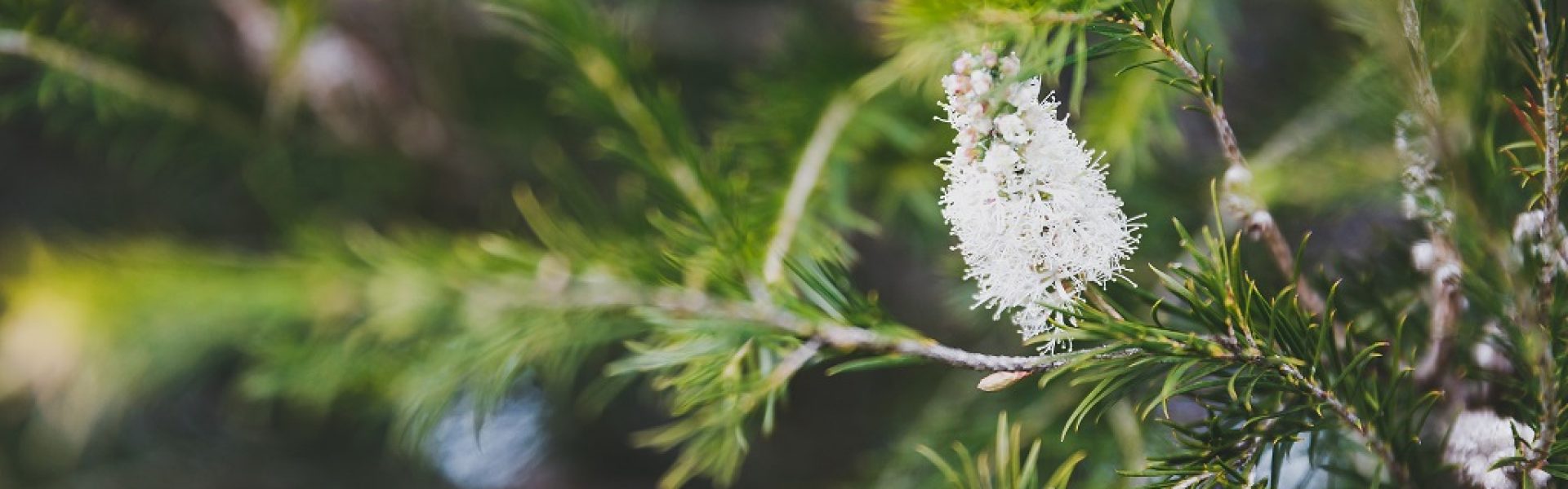 Melaleuca alternifolia