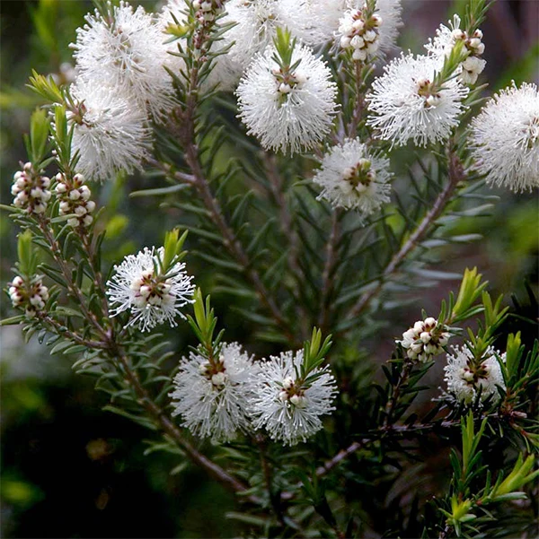 uma foto de uma pequena muda de melaleuca para contextualizar sua aparência no texto